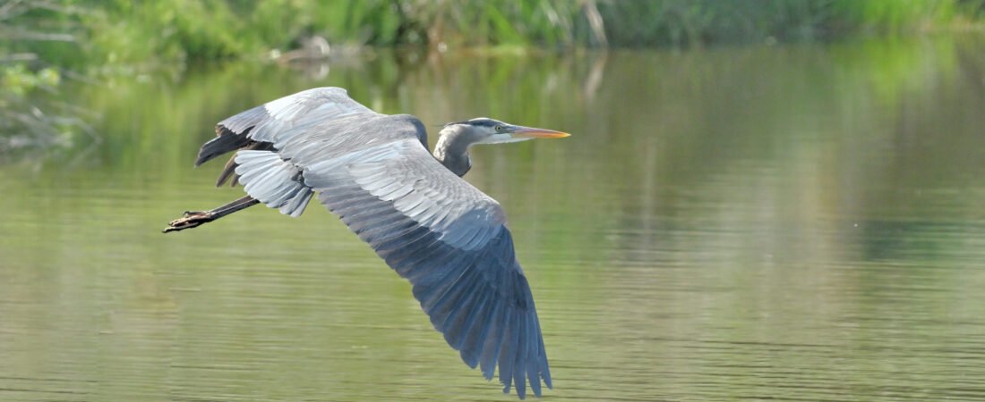SIB Reports:  State of the Birds