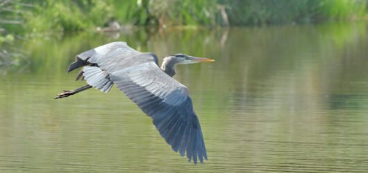 SIB Reports:  State of the Birds
