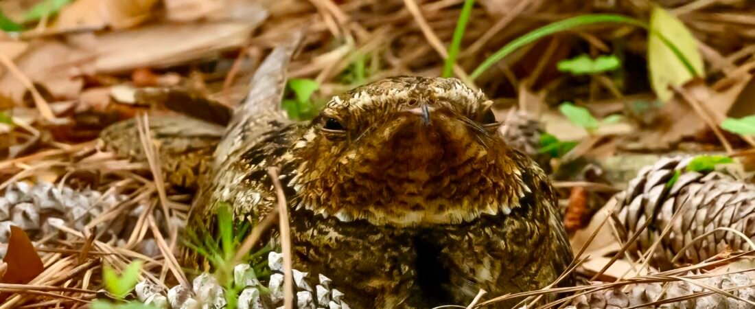 SIB Bird of the Week – Chuck-will’s Widow