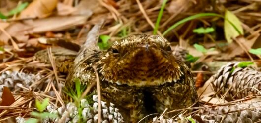 SIB Bird of the Week – Chuck-will’s Widow