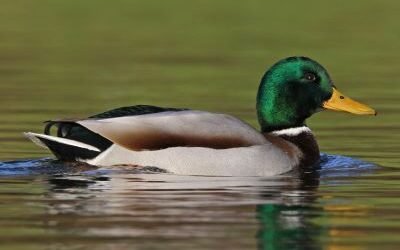 Join SIB: Beyond Our Backyard at Charlestown Landing