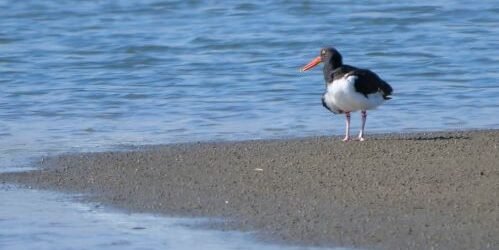 SIB “Bird of the Week” – American Oystercatcher