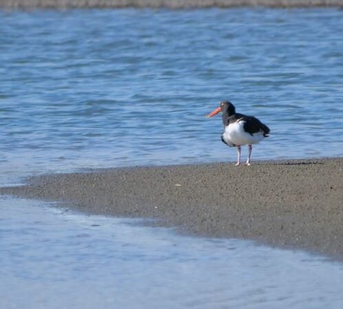 SIB “Bird of the Week” – American Oystercatcher