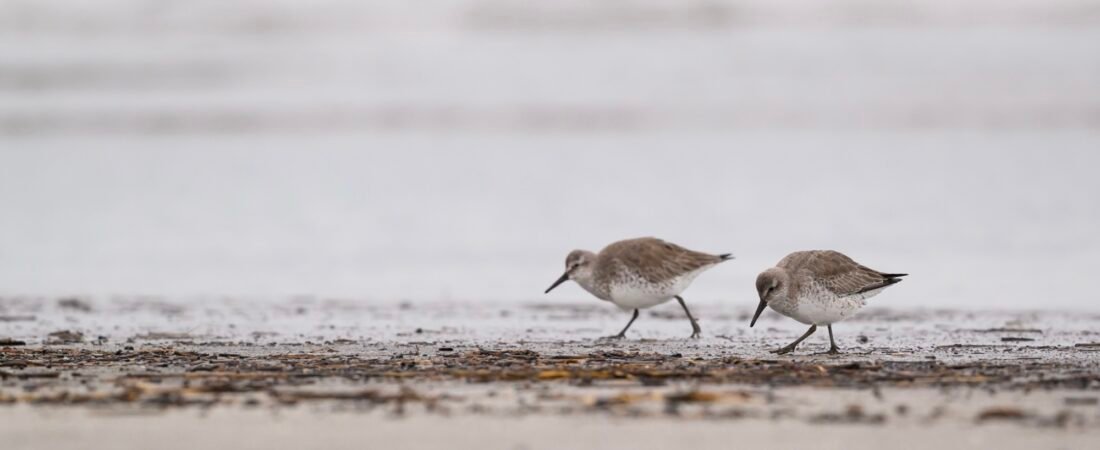 Update #3 – Red Knot Tracking (and Hurricane Erin)
