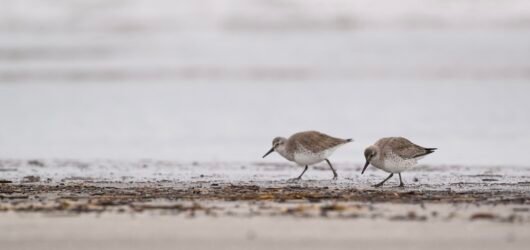 Update #3 – Red Knot Tracking (and Hurricane Erin)