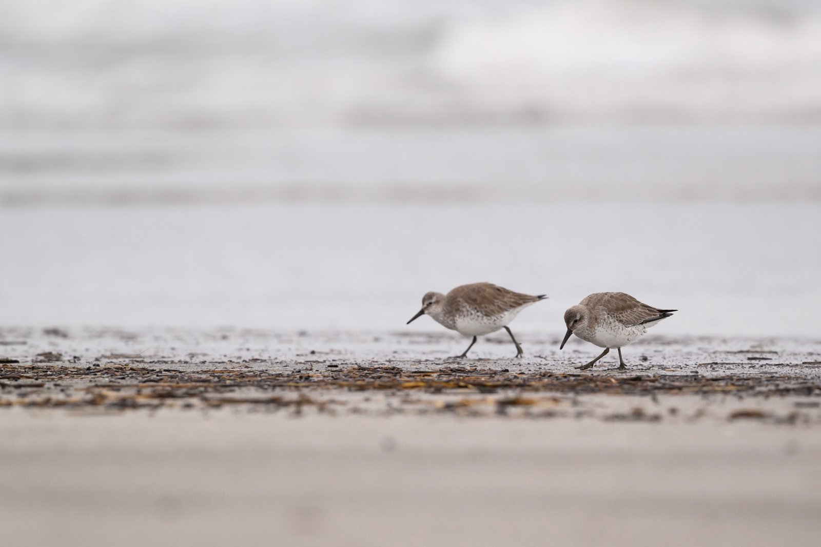 Update #3 – Red Knot Tracking (and Hurricane Erin)