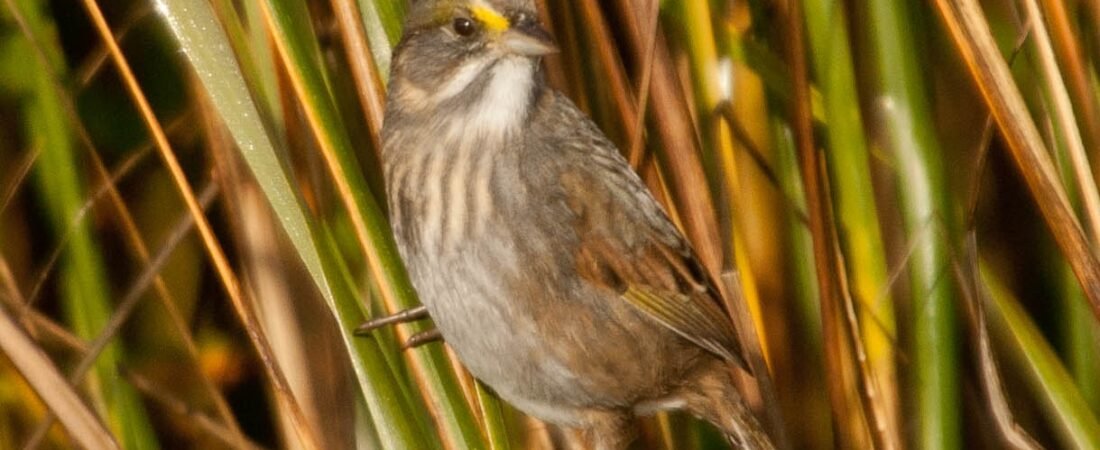 SIB “Birds of the Week” – Marsh Sparrows (Seaside, Saltmarsh & Nelson’s)