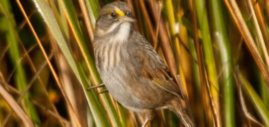 SIB “Birds of the Week” – Marsh Sparrows (Seaside, Saltmarsh & Nelson’s)