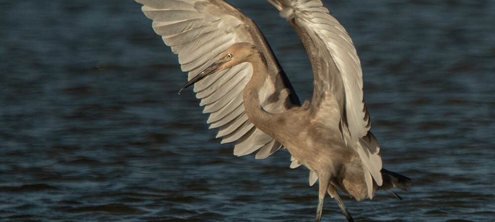 Bird of the week – Reddish Egrets – North Beach
