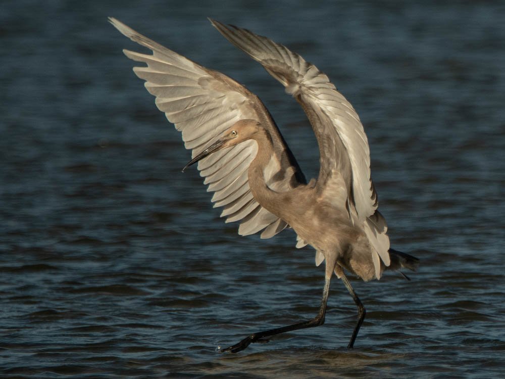Bird of the week – Reddish Egrets – North Beach