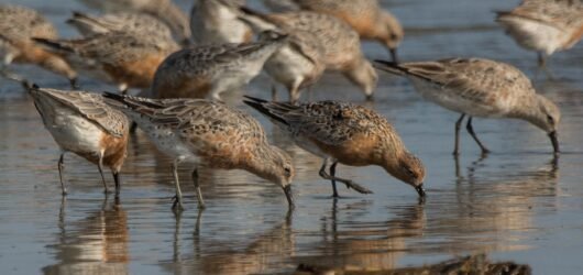SIB “Bird of the Week” – Red Knot