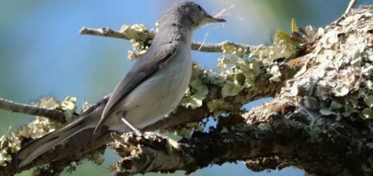Learning Together: Palmetto Lake Breeding Survey