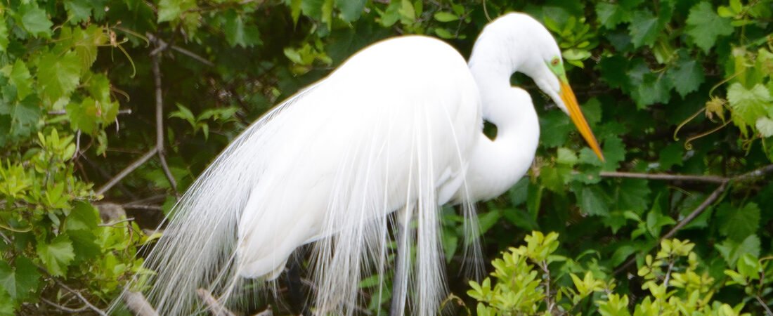 Join SIB:  Backyard Birding at The Haul Over Rookery