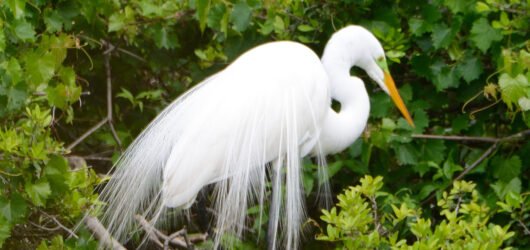 Join SIB:  Backyard Birding at The Haul Over Rookery