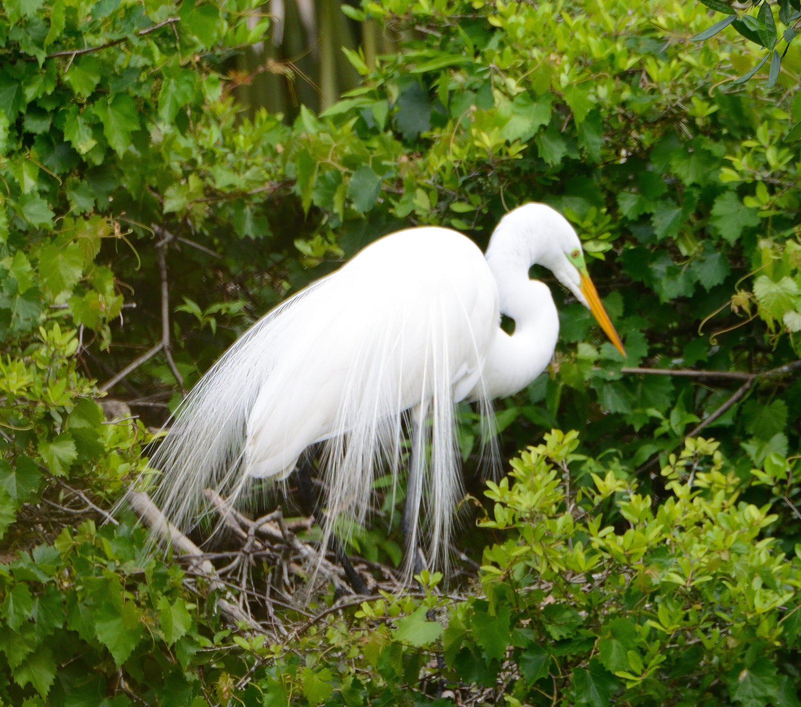 Join SIB:  Backyard Birding at The Haul Over Rookery