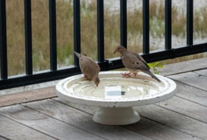 SIB “Bird of the Week” – Mourning Dove