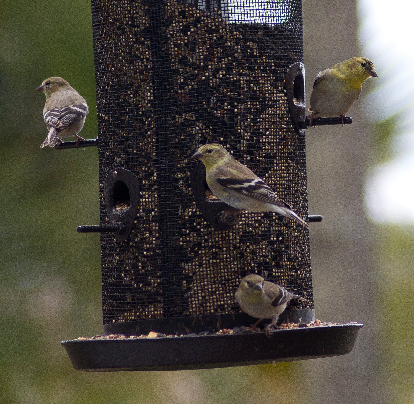 SIB “Bird of the Week” – American Goldfinch