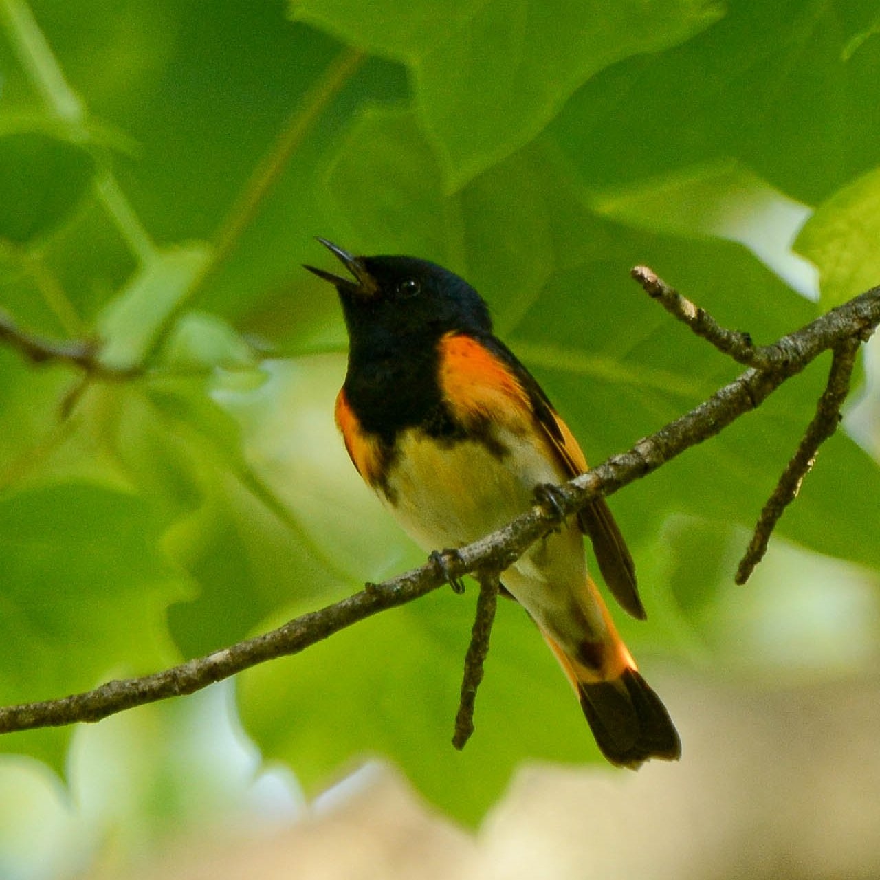 SIB “Bird of the Week” – American Redstart