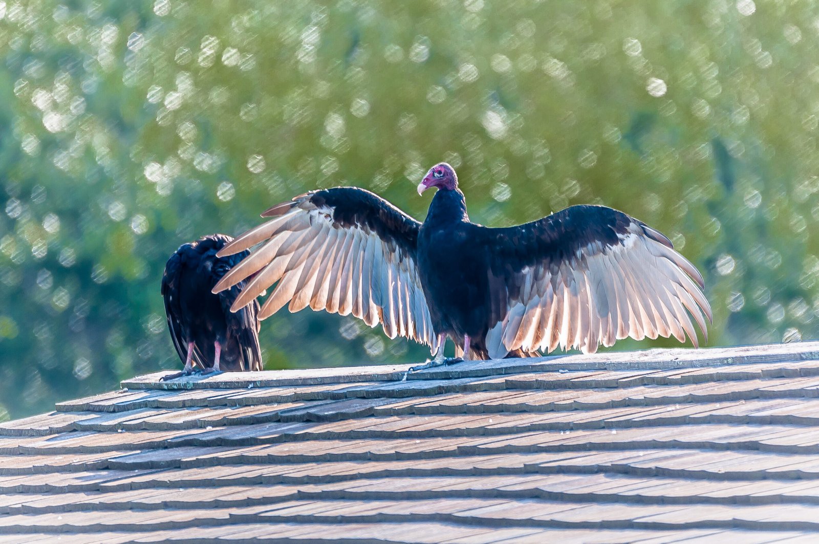 SIB “Bird of the Week” – Turkey Vulture vs. Black Vulture