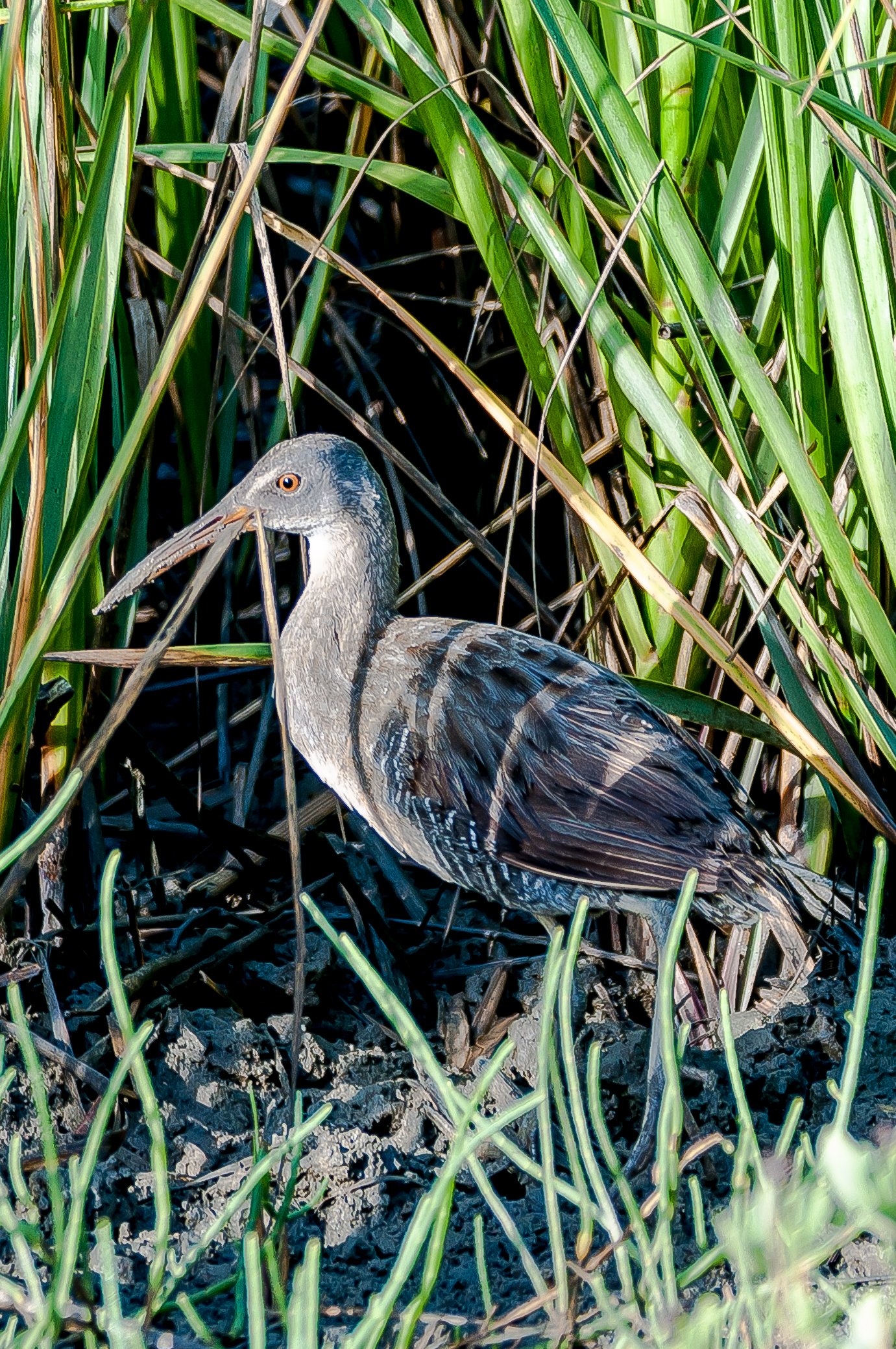 SIB “Bird of the Week” – Clapper Rail – Watching, Learning, Protecting