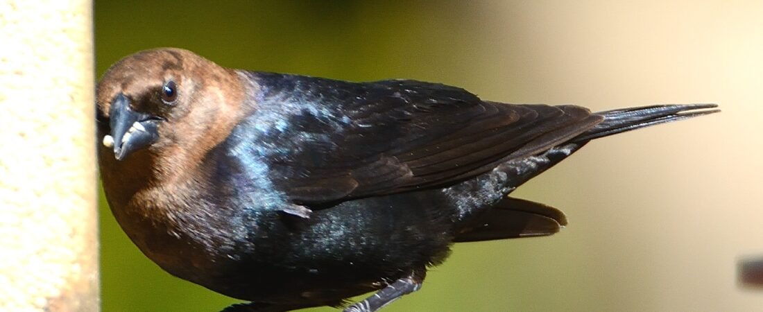 SIB “Bird of the week”-Brown-headed Cowbird