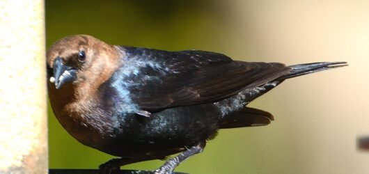 SIB “Bird of the week”-Brown-headed Cowbird