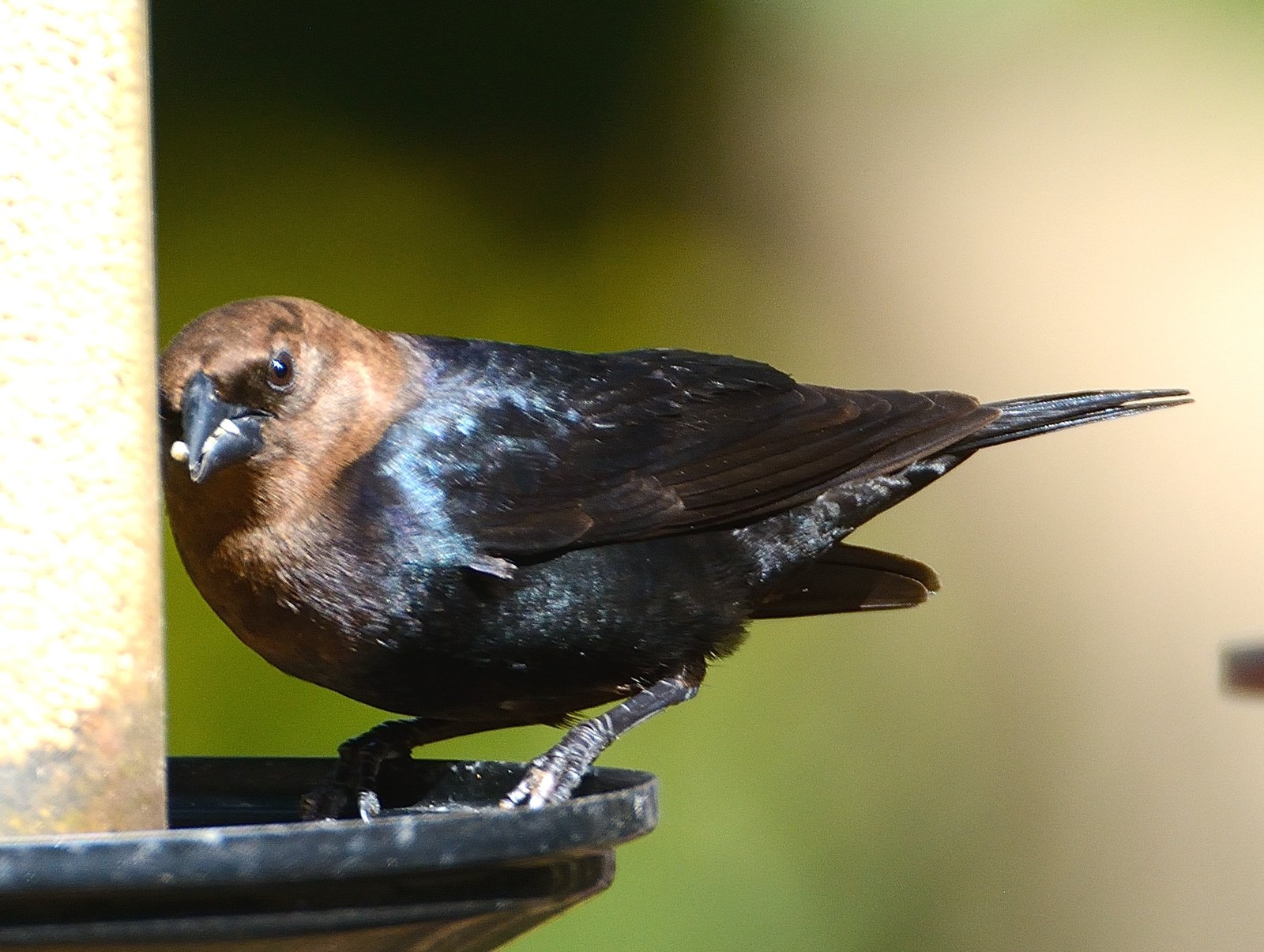 SIB “Bird of the week”-Brown-headed Cowbird