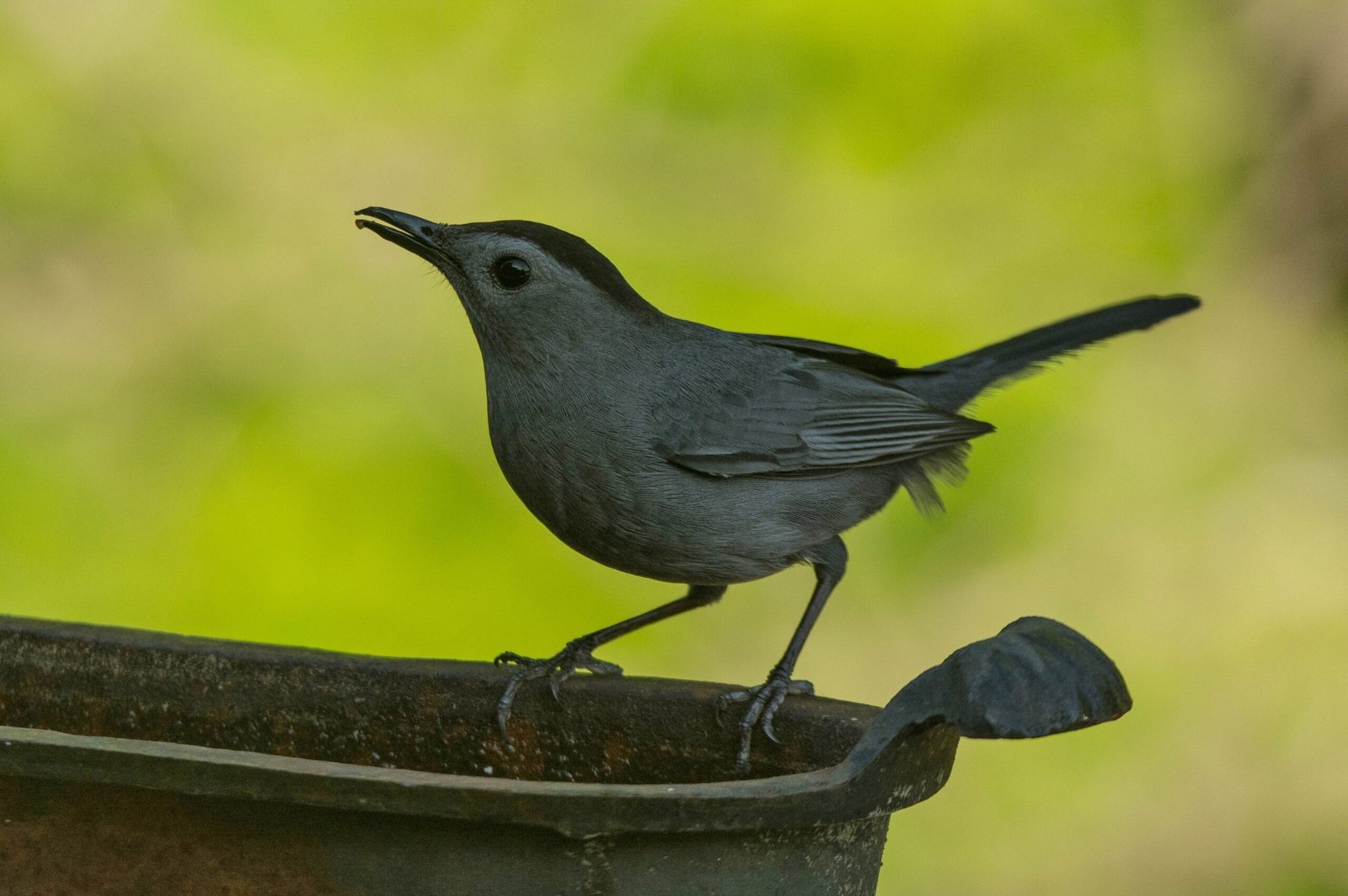SIB “Bird of the Week” – Gray Catbird