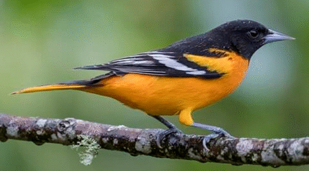 SIB Bird of the week – Baltimore Oriole