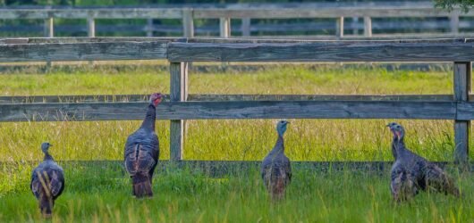 SIB “Bird of the Week” – Wild Turkey