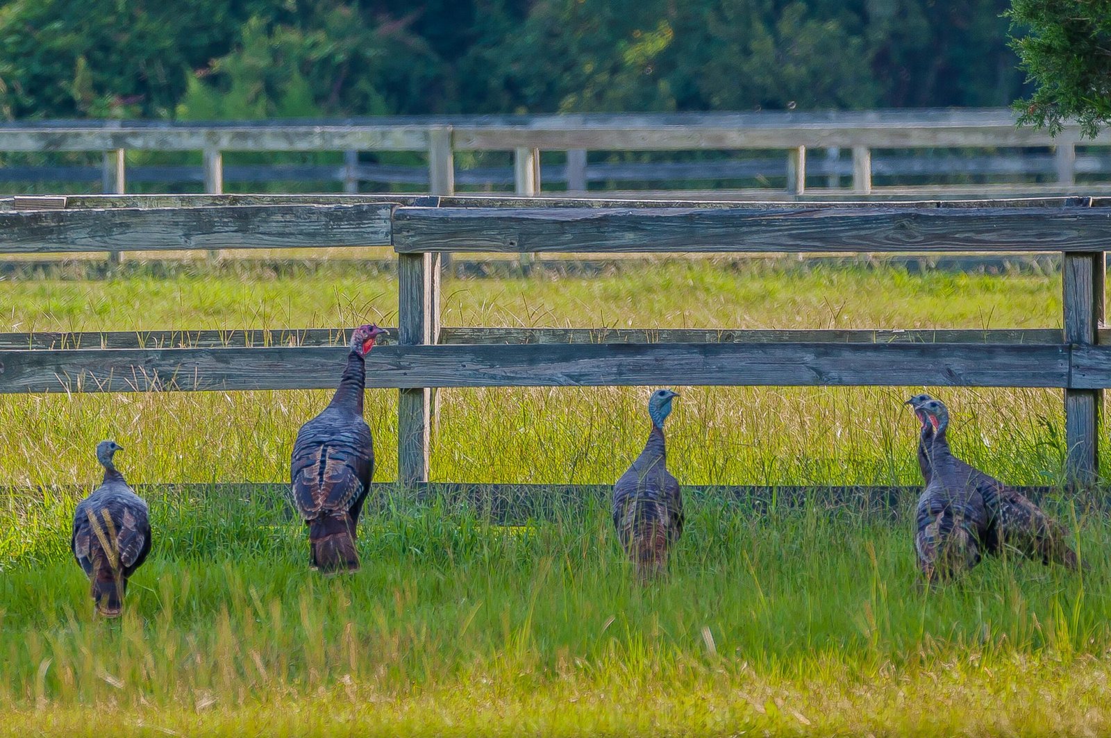 SIB “Bird of the Week” – Wild Turkey
