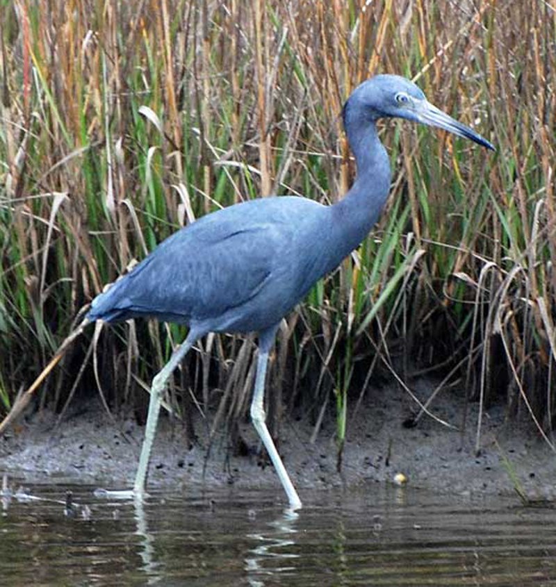 SIB “Bird of the Week” – Little Blue Heron