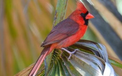 SIB “Bird of the Week” – Northern Cardinal