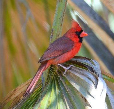 SIB “Bird of the Week” – Northern Cardinal