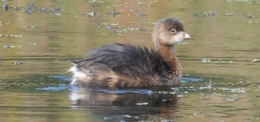 SIB “Bird of the Week” – Pied-billed Grebe