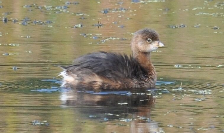 SIB “Bird of the Week” – Pied-billed Grebe