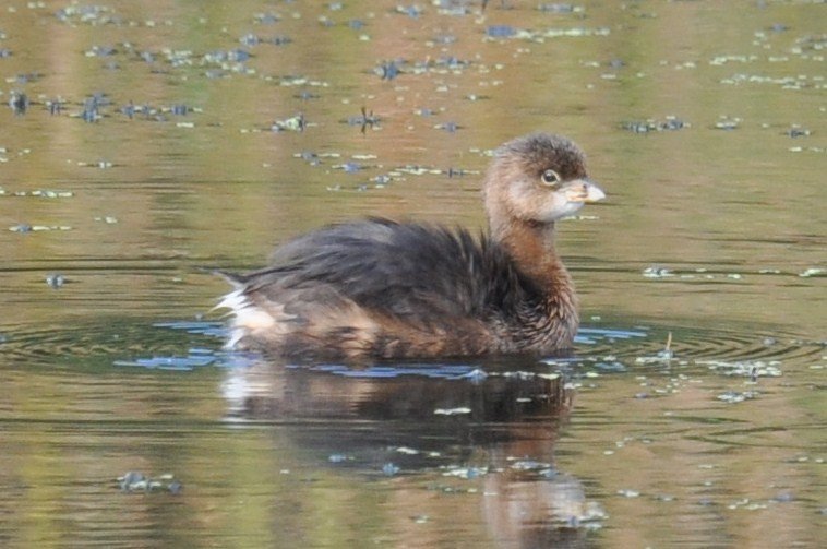 SIB “Bird of the Week” – Pied-billed Grebe