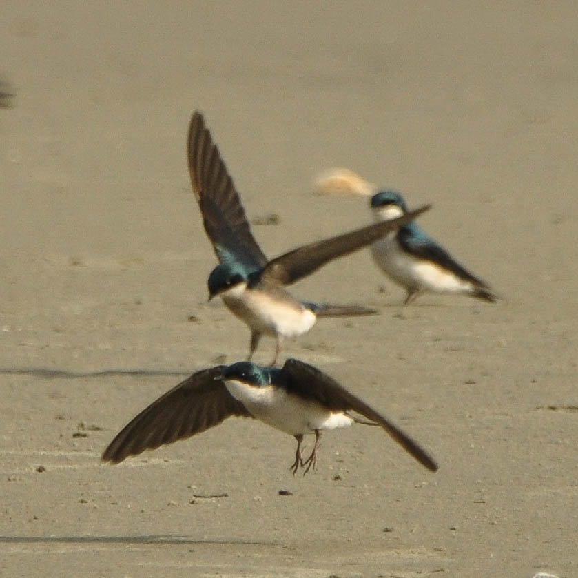 SIB “Bird of the Week”- Tree Swallow