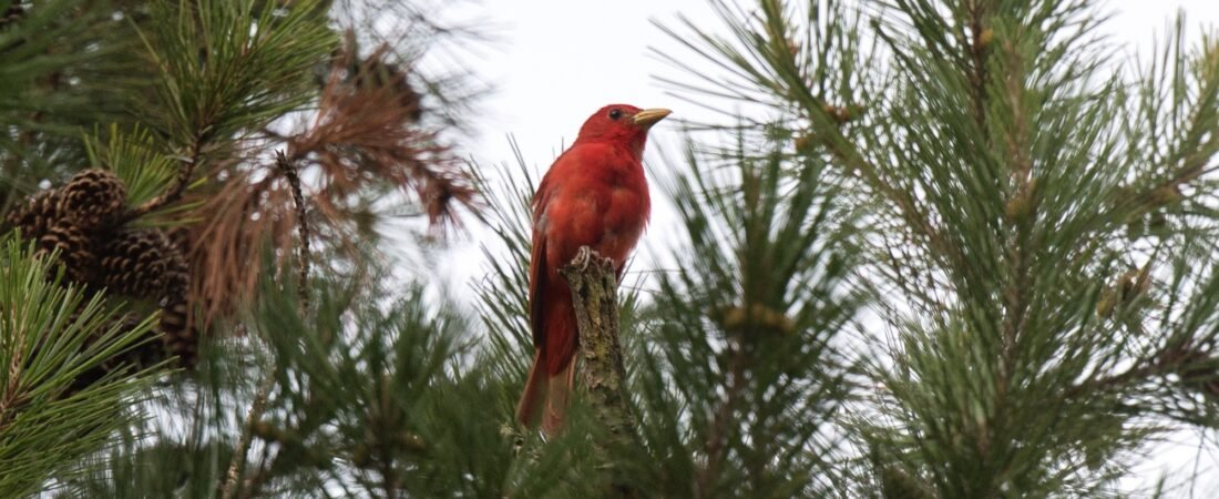 SIB Bird of the Week – Summer Tanager