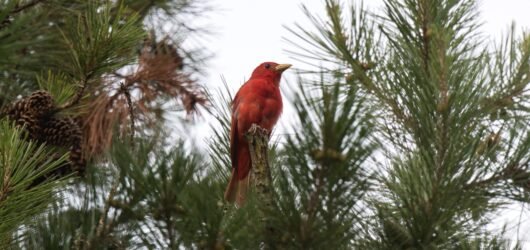 SIB Bird of the Week – Summer Tanager