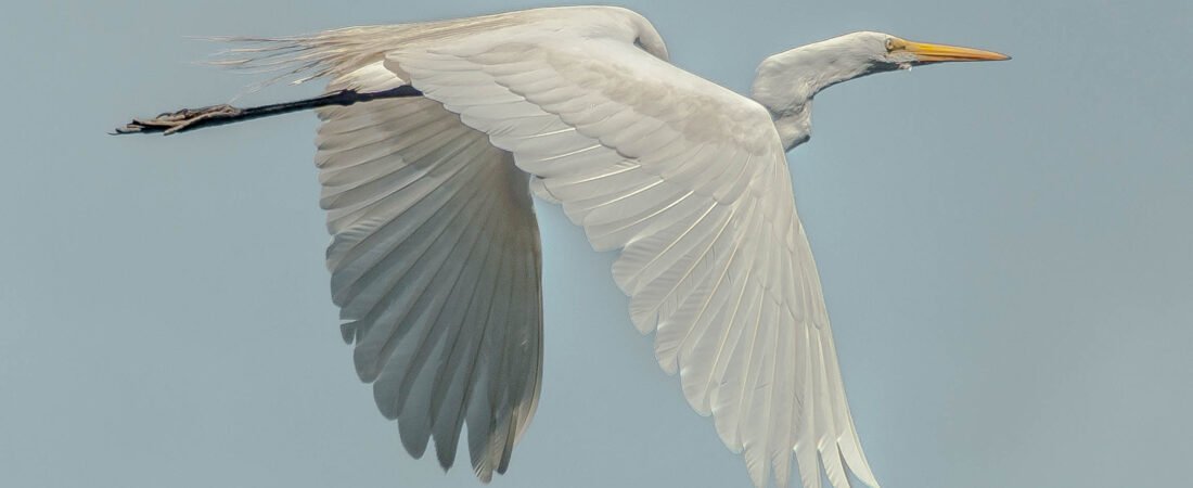 SIB “Bird of the Week” – Great Egret