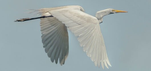 SIB “Bird of the Week” – Great Egret