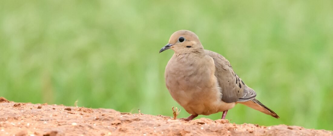 SIB “Bird of the Week” – Mourning Dove