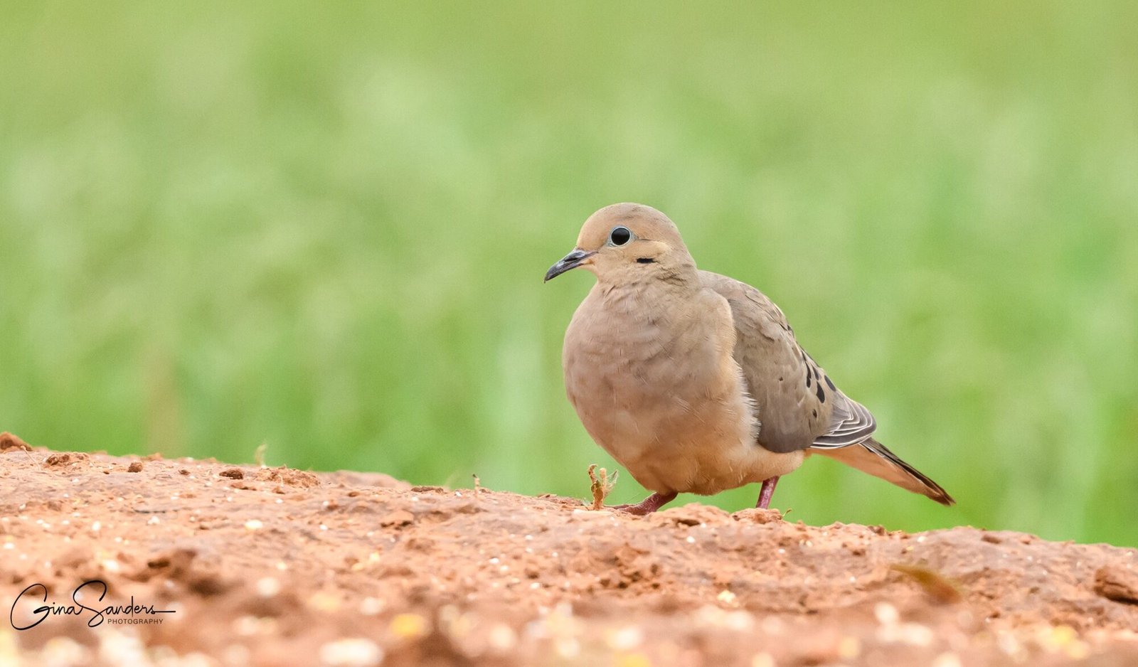 SIB “Bird of the Week” – Mourning Dove