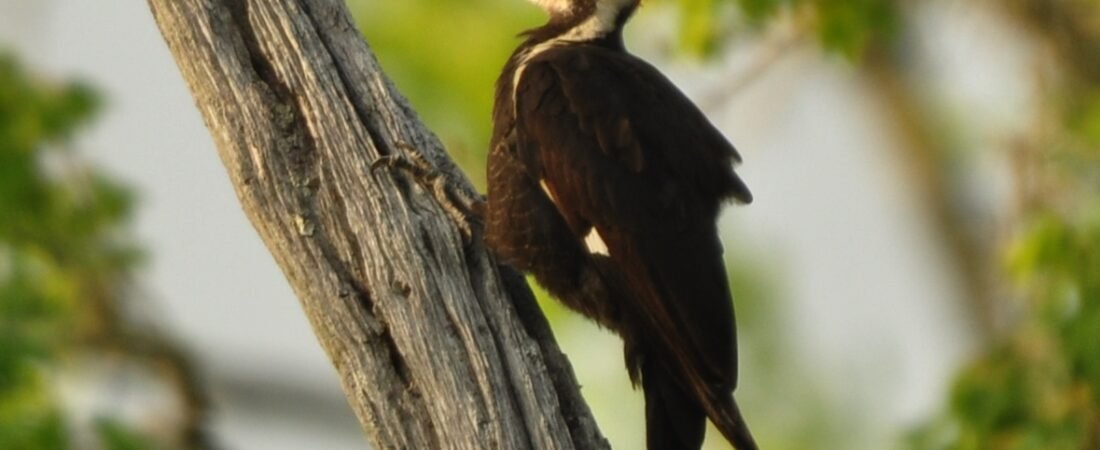 SIB “Bird of the Week” – Pileated Woodpecker