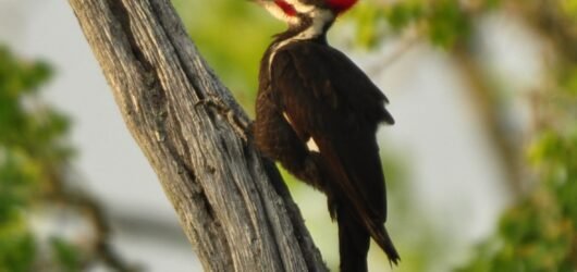 SIB “Bird of the Week” – Pileated Woodpecker