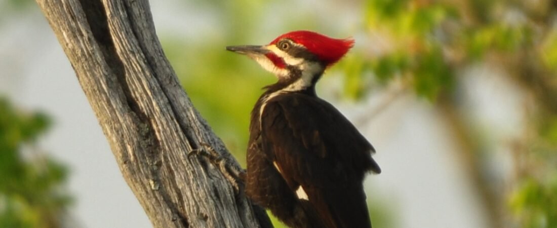SIB “Bird of the Week” – Pileated Woodpecker