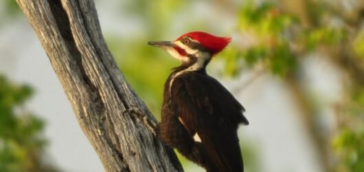SIB “Bird of the Week” – Pileated Woodpecker