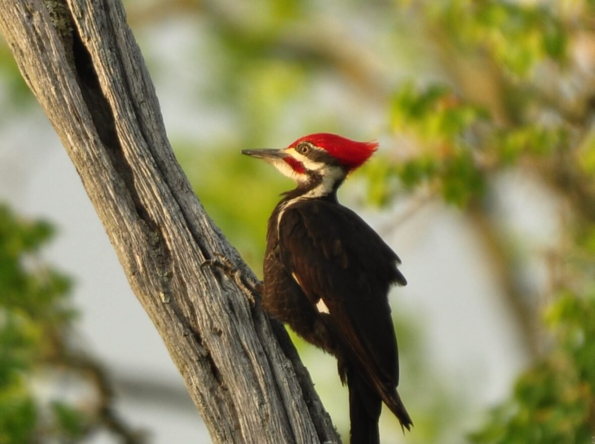 SIB “Bird of the Week” – Pileated Woodpecker