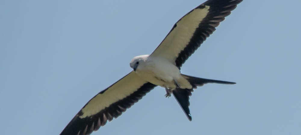 Welcome Summer and our Summer Birds